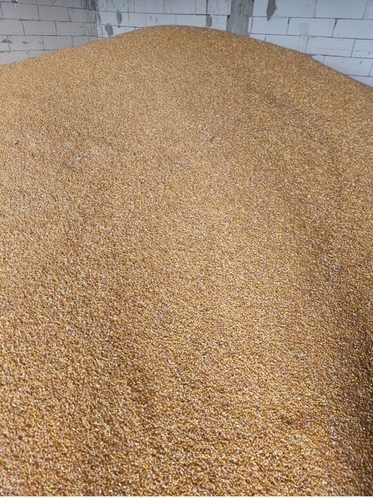 Porumb boabe de vanzare