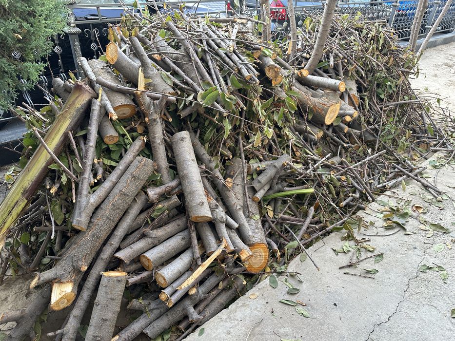 Утин, Дрова бор,