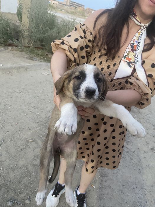 Щенята в добрые руки