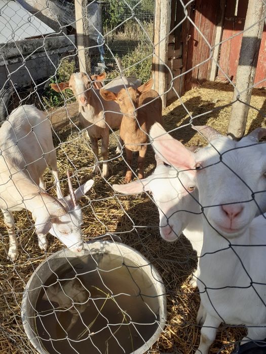 Iezi de vănzare, 3 sanen si 2 nubiana , printre care si un țap