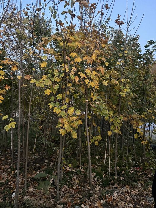 Artar romanesc 3m - 9m livare oriunde in tara