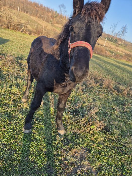 Vând manz de 8 luni