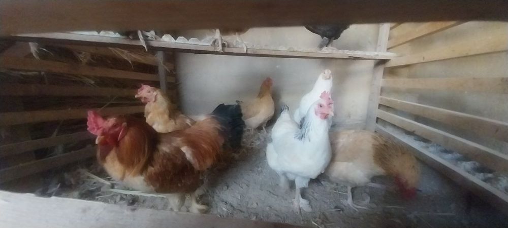 Uy tovuqlari sotiladi