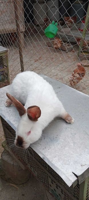 Vând mascul California