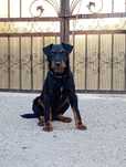 Mascul Jagdterrier, jagd terrieri, câine de vânătoare