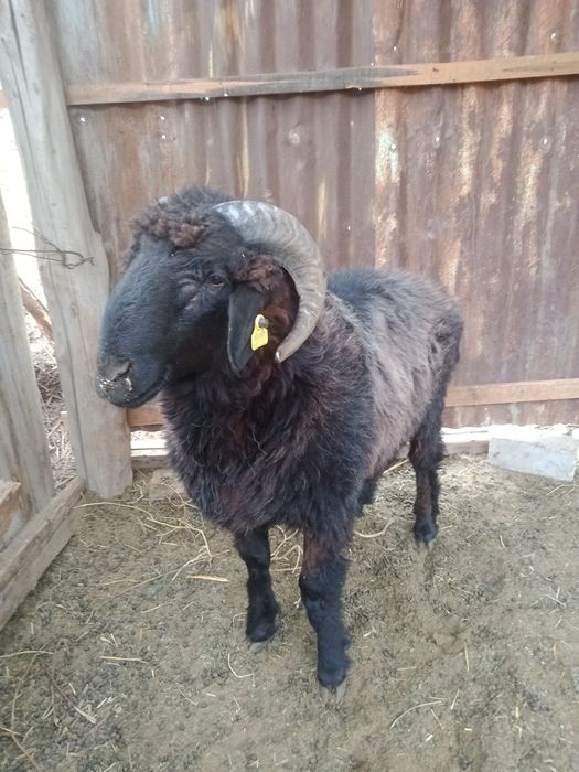 Семіз қошқар сатылады саудасы бар