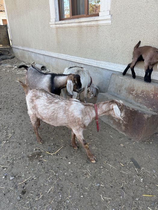 Vand/schimb capre anglonubian