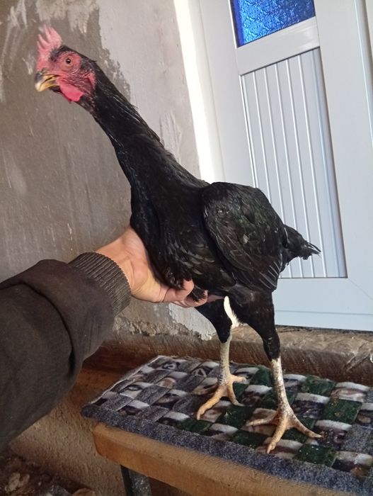 Шланг товук сотилади