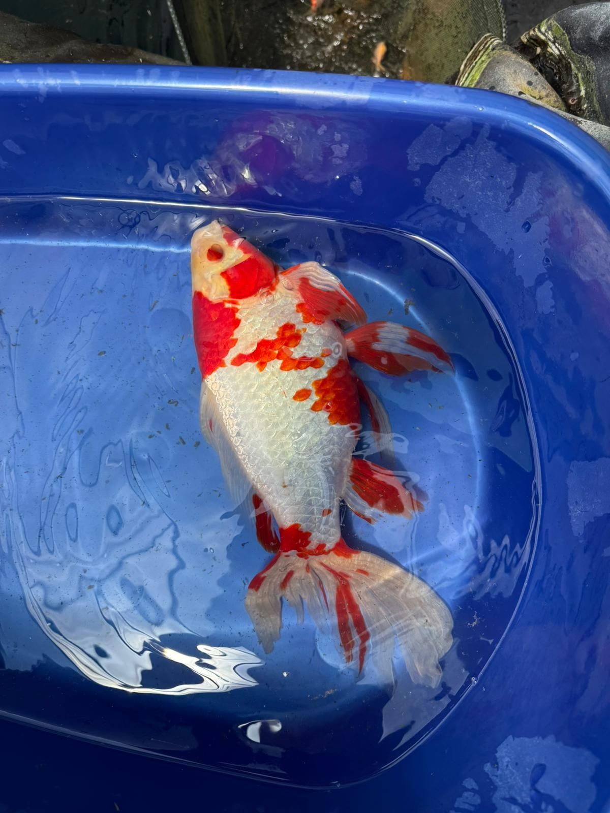 Crapi koi de vânzare