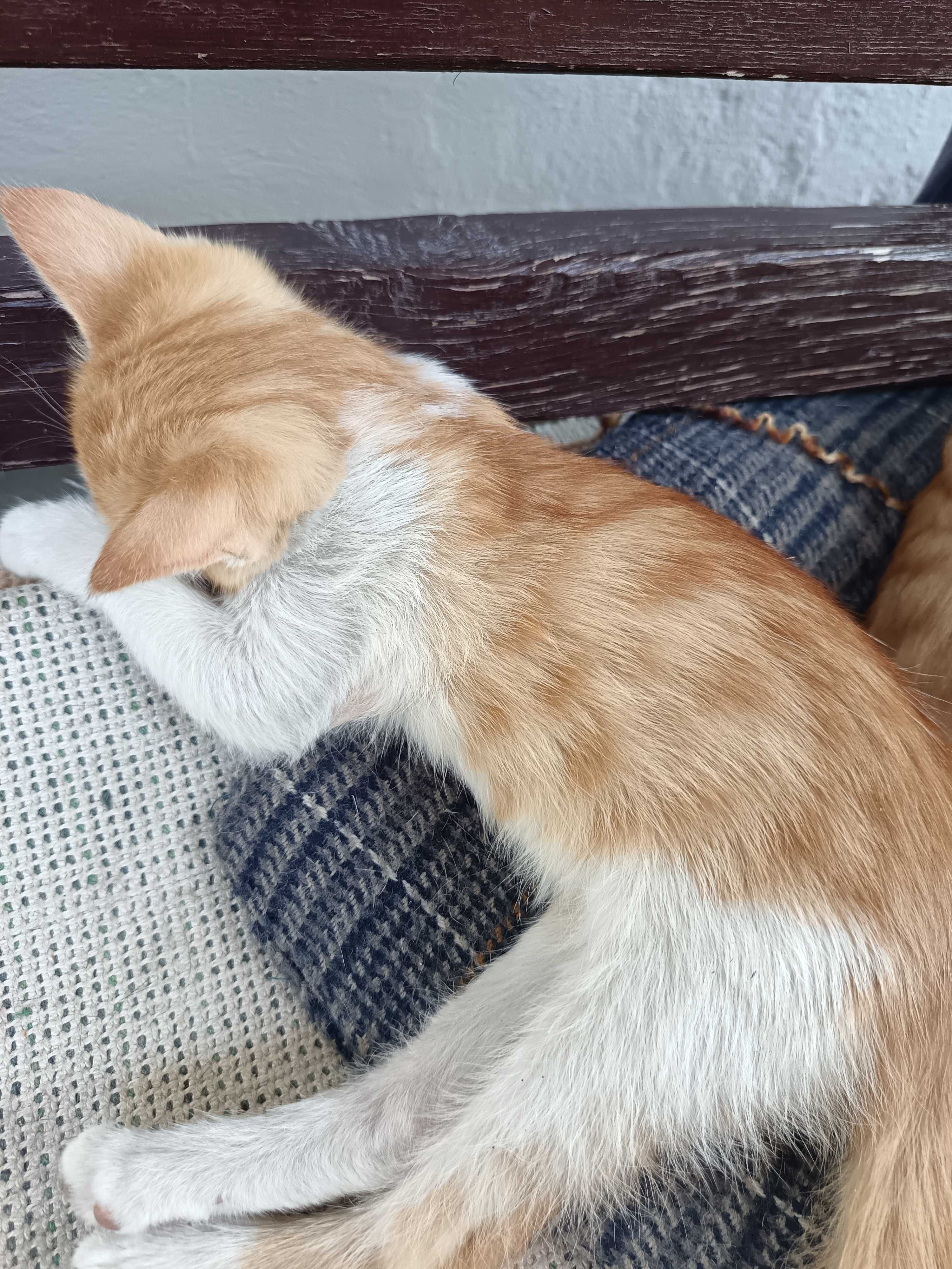ищем дом котёнку