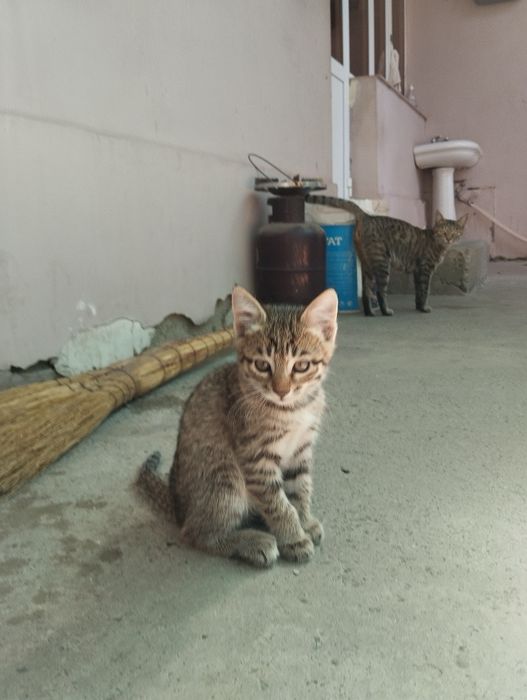 Котята хорошие отдам даром