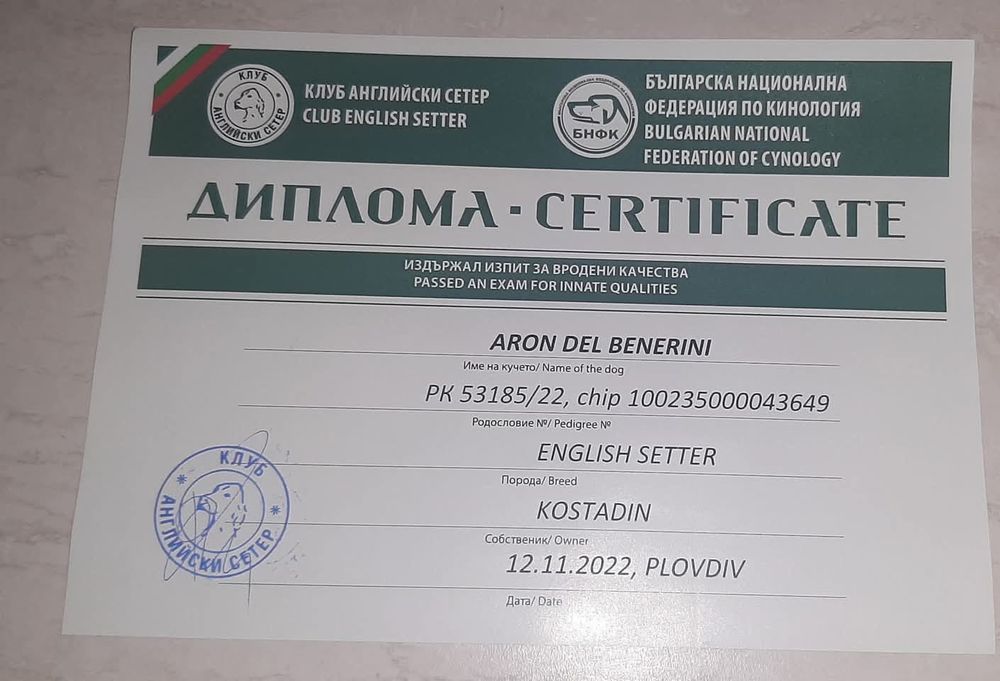 Английски сетер-ловно