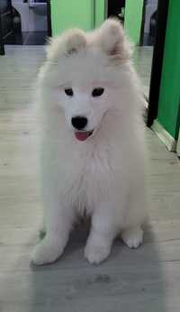 Câine pui  Samoyed