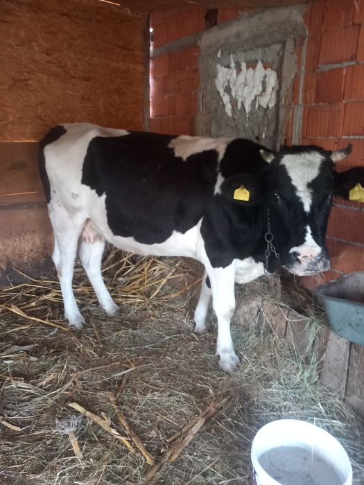 Vând vaca gestanta  în 8 luni
