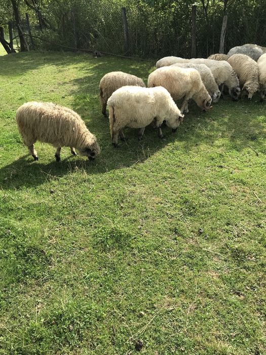 De vânzare 7 oi cu lapte si un berbec de prasilă de anul trecut