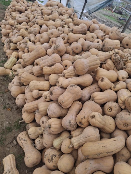 Dovleci plăcintari Matilda si Samson