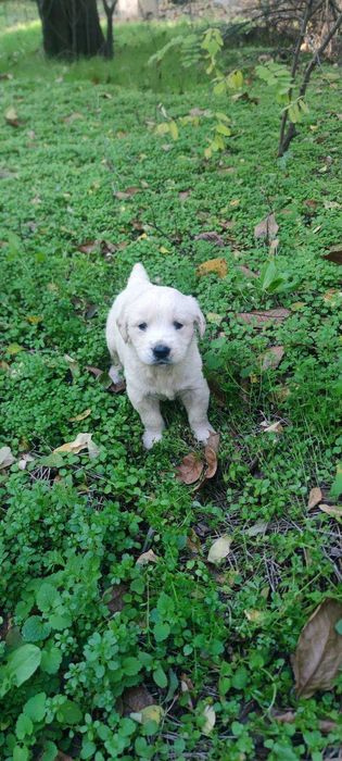 Голдън ретривър две мъжки