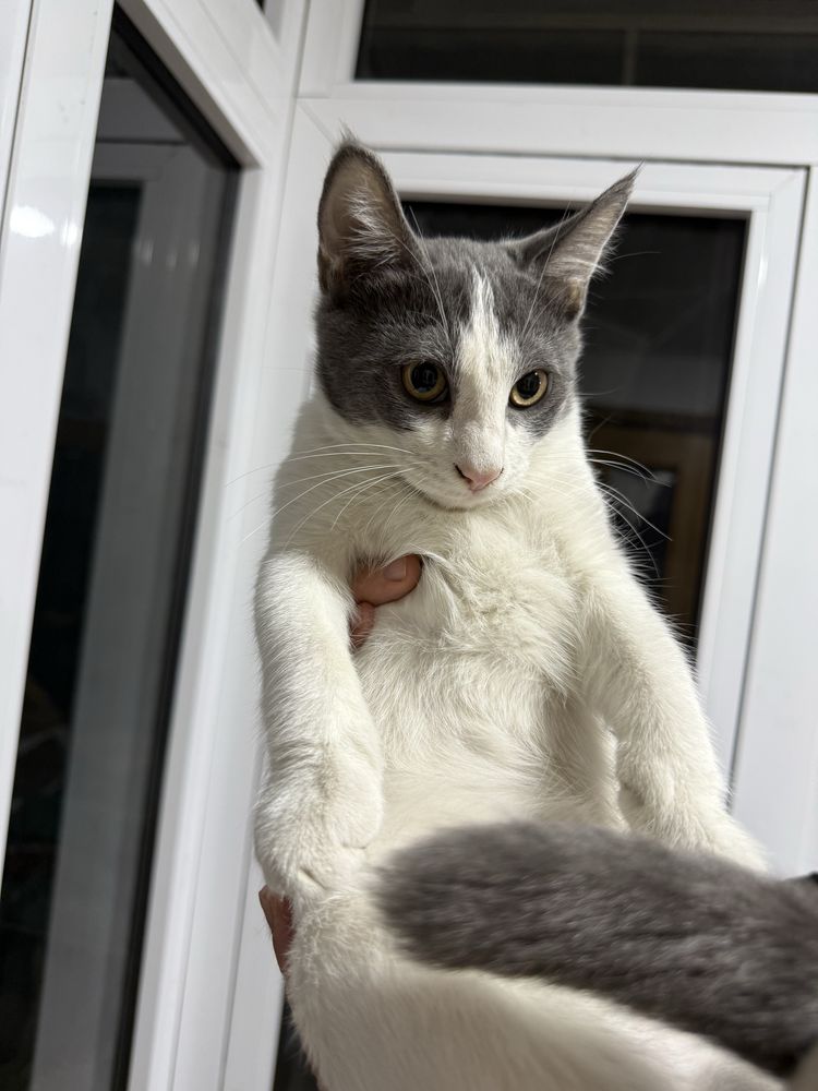 Котята мальчик и девочка