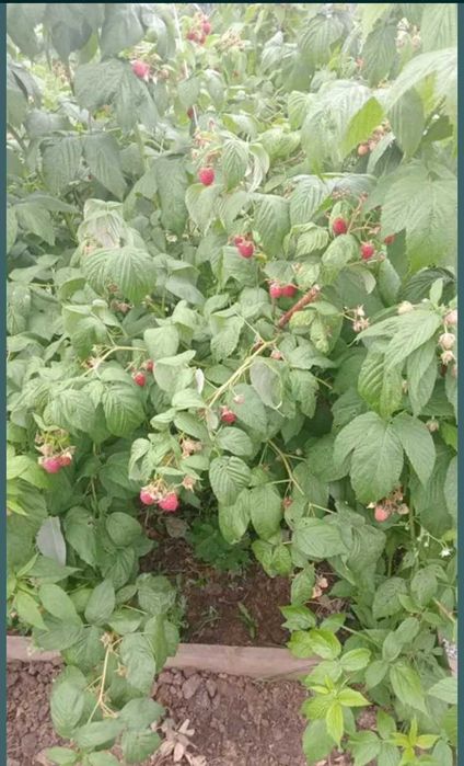 Продам домашнюю клубнику, вишню