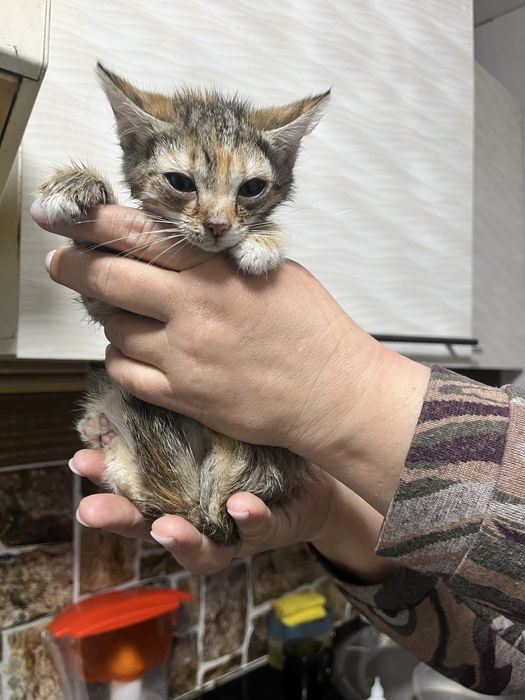 отдаем котят бесплатно 2-3 месяца в хорошие руки