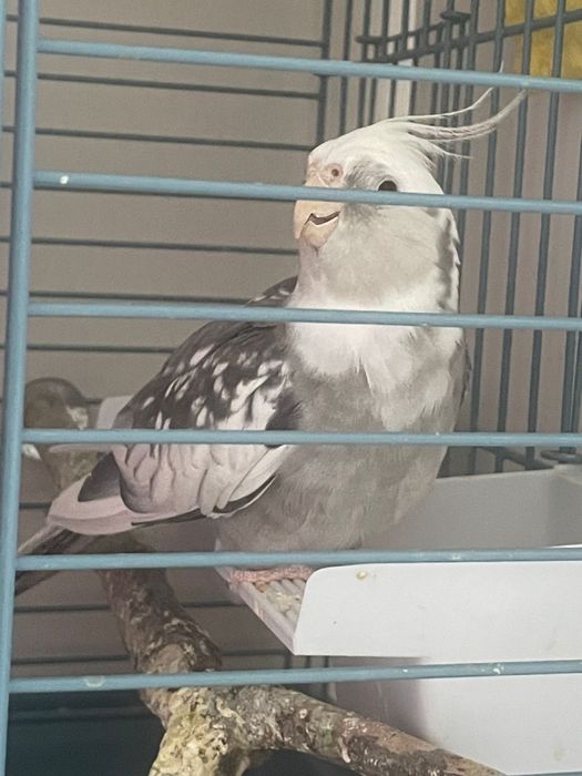 Продам попугаи Корелла