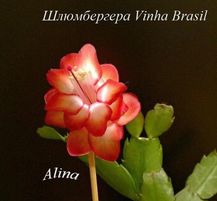 Сортовая шлюмбергера (декабрист) Vinho Brasil