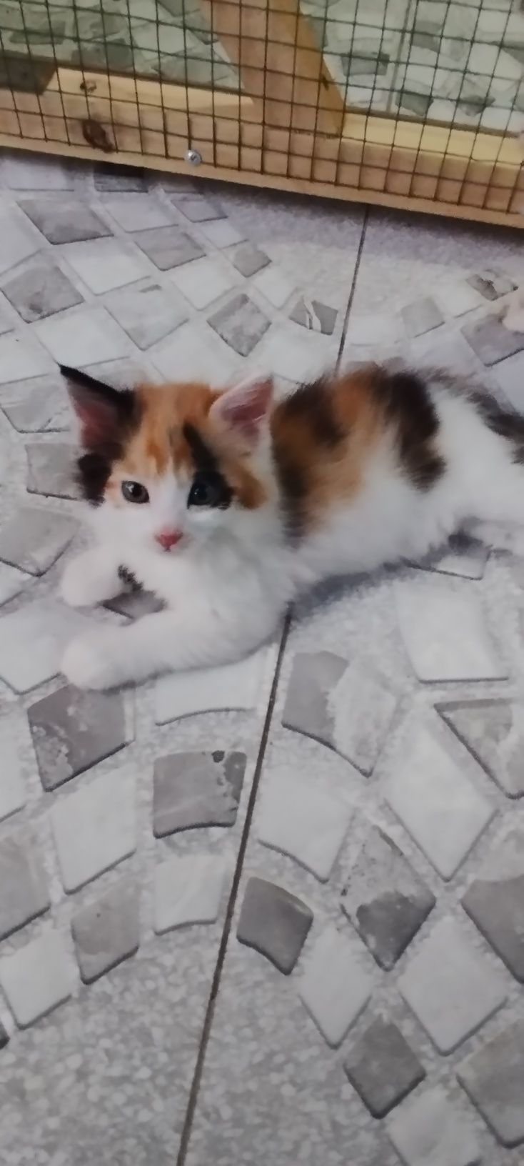Котята онь красивые