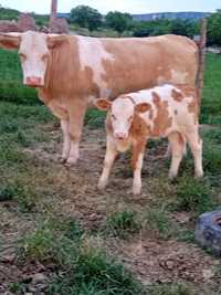 Vacă și vitauă de vinzare