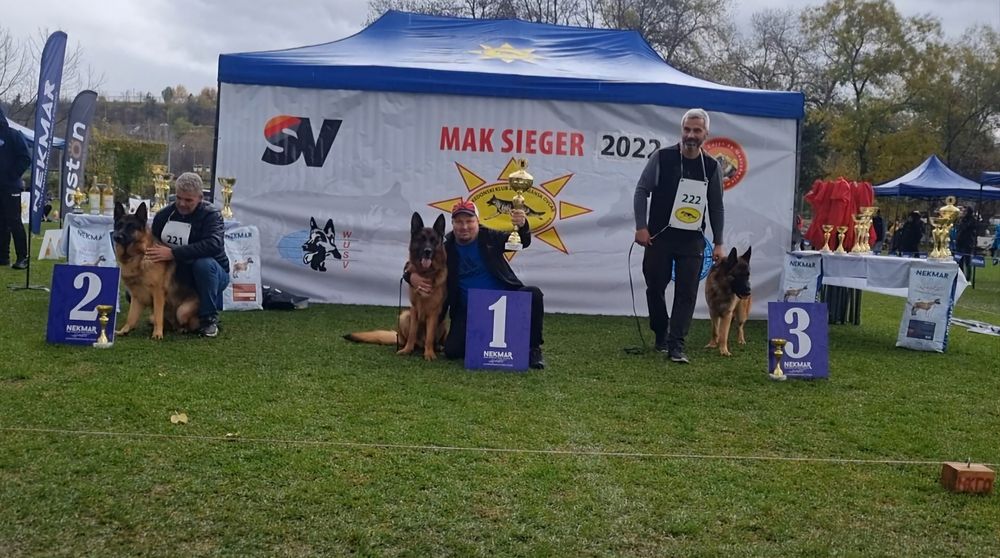 Pui Ciobanesc German - linie de show