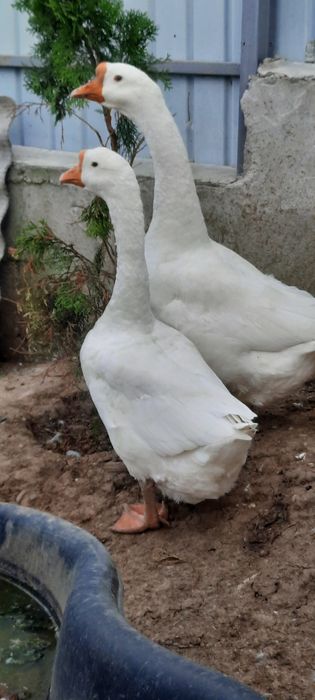 Fazani ,rațe si gâste