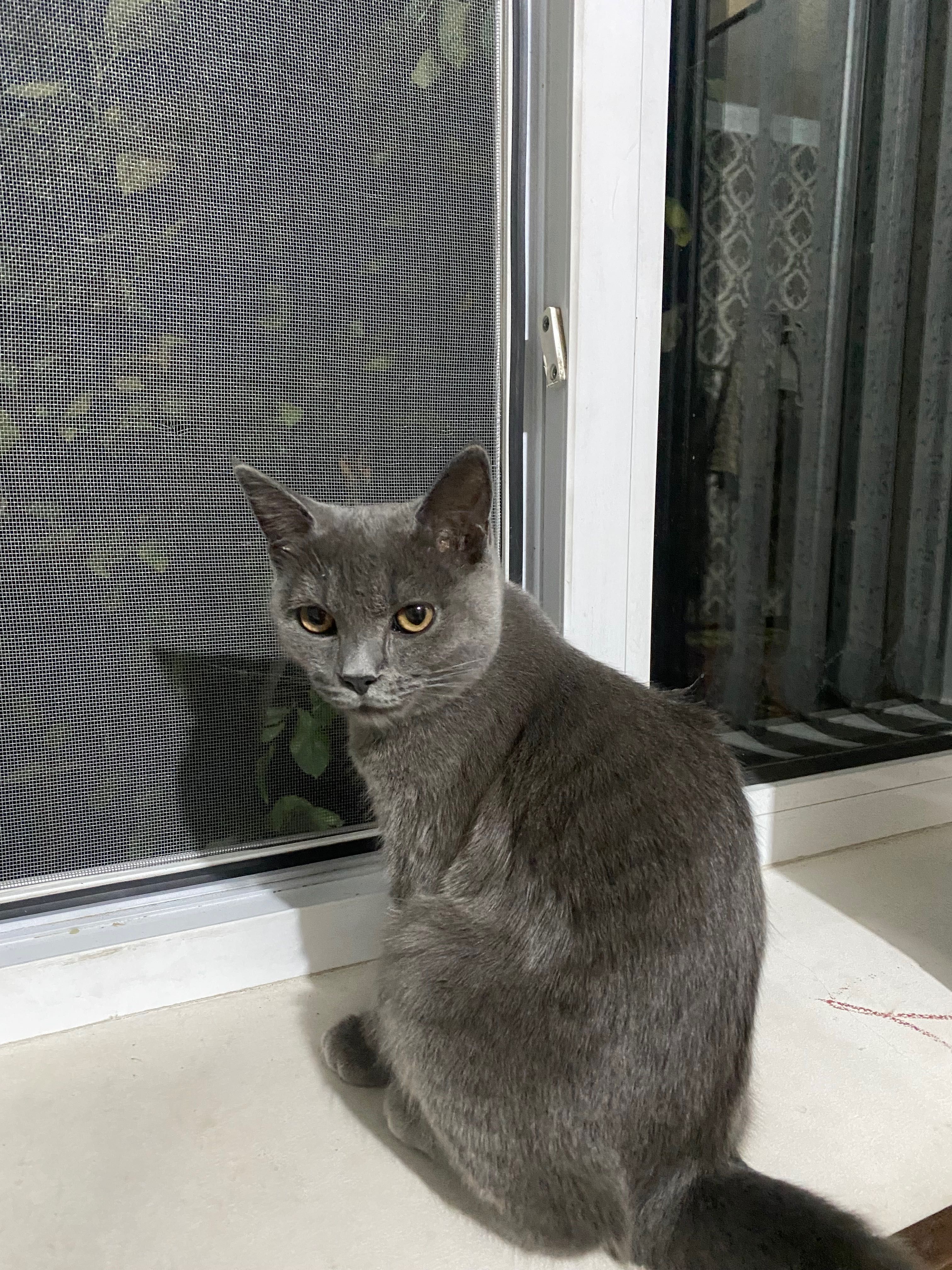 Мушук полу чинчилла, полу русская голубая кошка