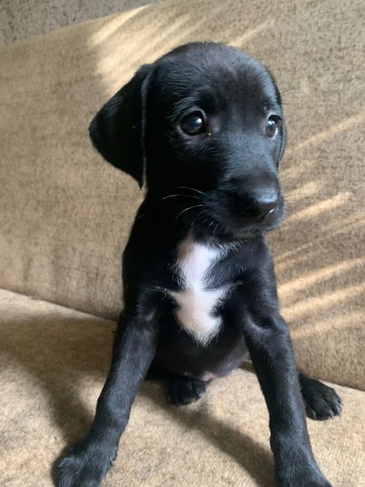 Предлагам за осиновяване