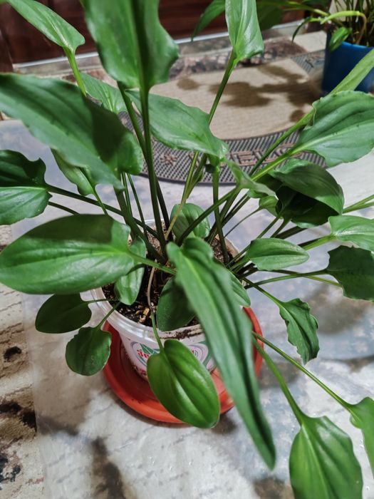 Комнатные цветы, домашние растения