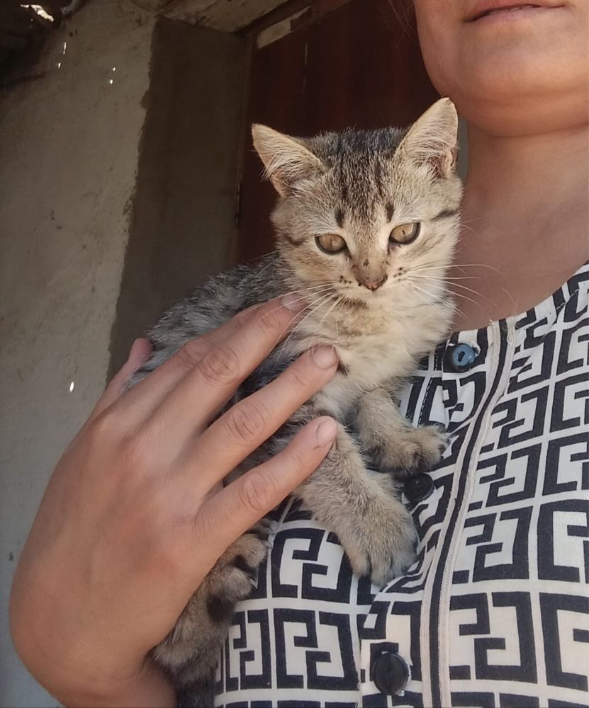 Милые котята  ищут дом