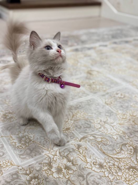 Котенок породы регдол Ragdoll/ рэгдол