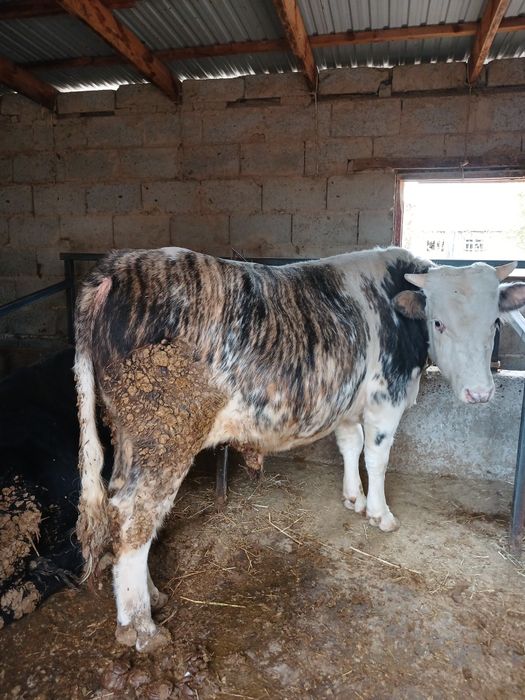 Продаются 10 голов быков