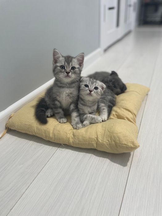 Продаются котята только в добрые руки!