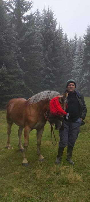 De vânzare manză de 4luni semigrea
