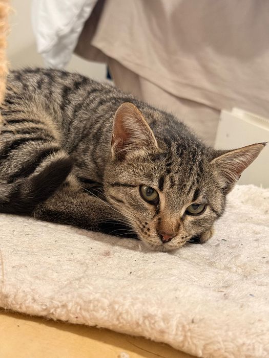 Малко котенце търси дом