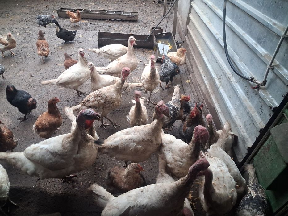 Продавам пуйки .