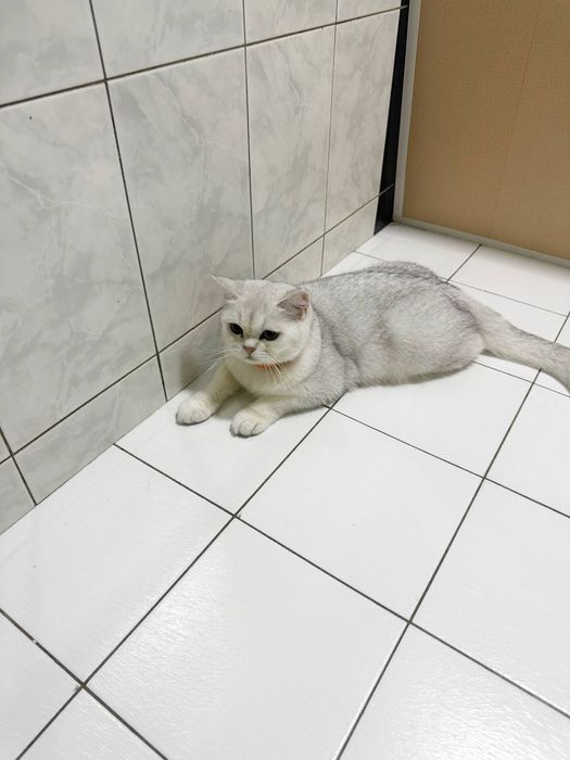 Zolataya Shinshila Sotladi