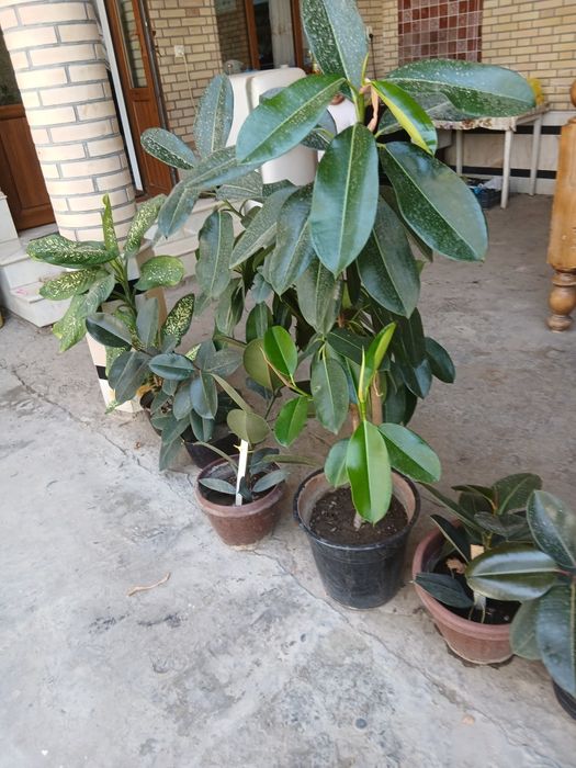 Продаются комнатные и офисные цветы ...