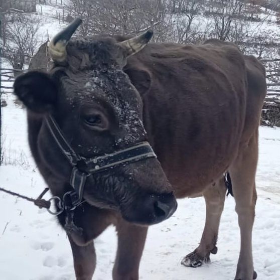 Vaca si vitel bruna monta