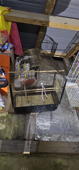 Vand custi papagali ,colivii