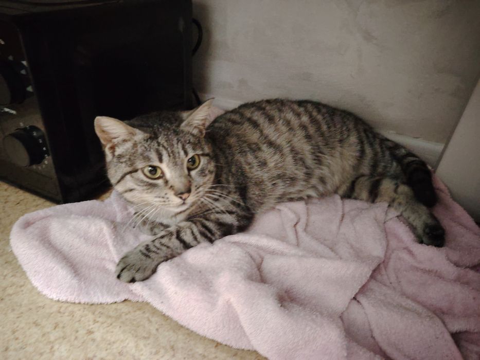 Найдена кошка 7 феврале в районе Бекмаханова