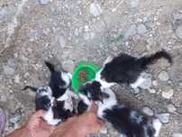 Donez pisoi, salvati, crescuti fara mama