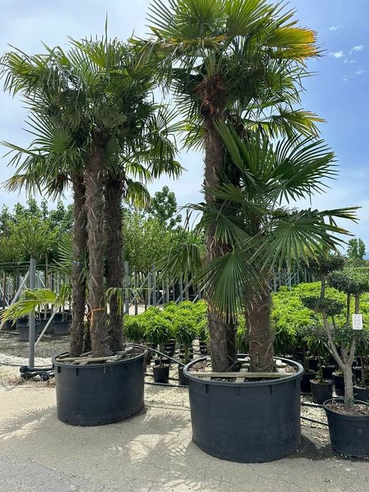 Palmier bonsai lelendy tuia smarald catalpa mesteacăn