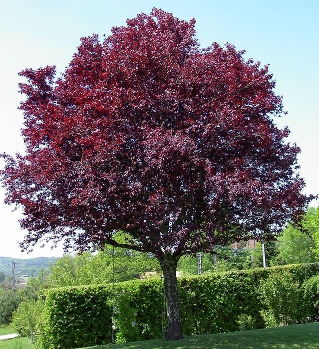 Prunus nigra corcoduș roșu