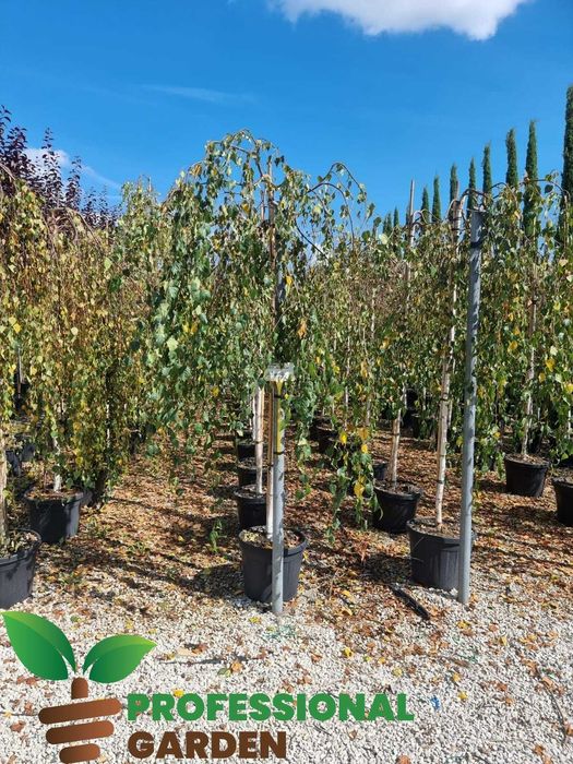 Platan - Mesteacan- Tei de floare- Artar norvegian