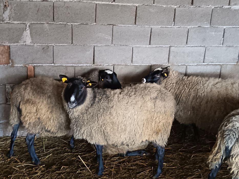 Oi Romanov gestante la 250 de euro